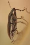 Lixus ochraceus