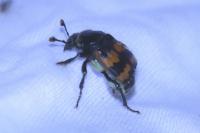 Nicrophorus vespillo