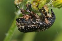 Oxythyrea funesta