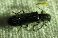 Tillus elongatus