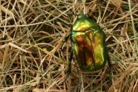 Cetonischema speciosissima