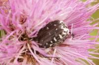 Oxythyrea funesta