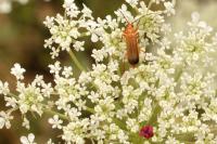Rhagonycha fulva
