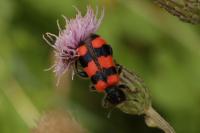 Trichodes apiarius