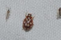 Myrrha octodecimguttata