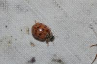 Harmonia quadripunctata