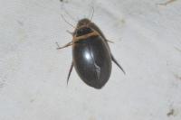 Graphoderus cinereus