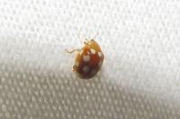 Vibidia duodecimguttata