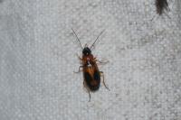 Badister bullatus