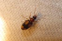 Dromius quadrimaculatus