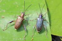 Donacia crassipes