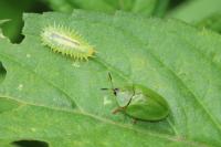Cassida viridis