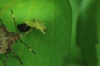 Cassida viridis