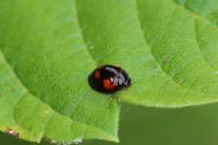 Exochomus quadripustulatus
