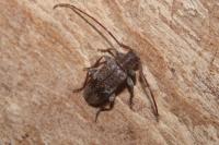 Exocentrus adspersus