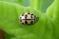 Oenopia conglobata