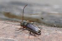 Grammoptera ruficornis