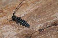 Agapanthia cardui