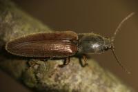 Athous haemorrhoidalis