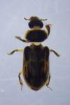 Heterocerus fenestratus