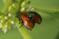 Chrysolina polita