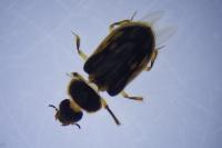 Heterocerus fenestratus