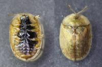 Hypocassida subferruginea