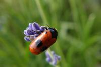 Clytra laeviuscula