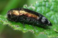 Coraebus fasciatus