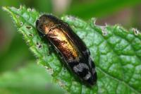 Coraebus fasciatus