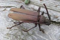 Aegosoma scabricorne