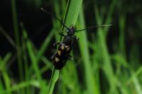 Anoplodera sexguttata