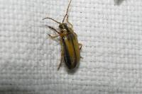 Xanthogaleruca luteola