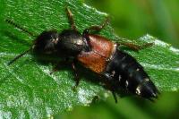 Platydracus chalcocephalus