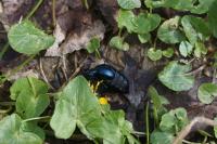 Meloe violaceus