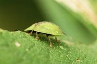 Cassida vibex