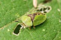 Cassida vibex