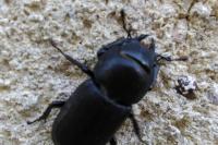 Lucanus cervus