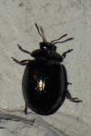 Plagiodera versicolora