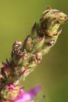 Nanophyes marmoratus