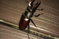 Lucanus cervus