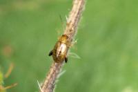 Longitarsus