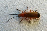 Rhagonycha fulva