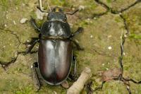 Lucanus cervus