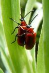 Lilioceris lilii