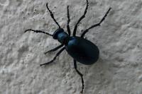 Meloe violaceus