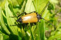 Stictoleptura fulva