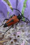 Stictoleptura cordigera