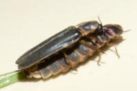 Lampyris noctiluca