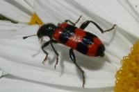 Trichodes apiarius